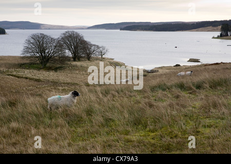 Kielder Water et forêt en Parc National de Northumberland, Angleterre est un important réservoir de l'homme Banque D'Images