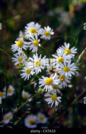 Camomille matricaire maritime (Matricaria perforata) en fleur, England, UK Banque D'Images