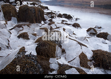 Algues Algues/et la glace de mer sur le loch Sunart, côte ouest de l'Écosse, au Royaume-Uni. Banque D'Images