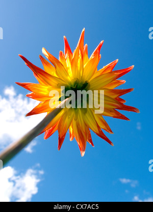 Sous vue d'un chrysanthème Banque D'Images