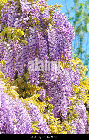 L'Italie, Lombardie, Wisteria Blossom Banque D'Images