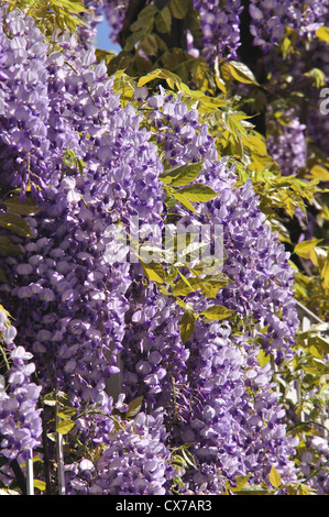 L'Italie, Lombardie, Wisteria Blossom Banque D'Images