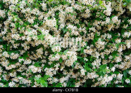 L'Italie, Lombardie, Jasmine Star, Trachelospermum Jasminoides Banque D'Images