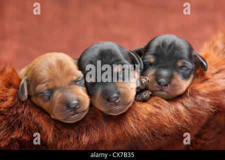 Le pinscher nain chiots, 5 jours Banque D'Images