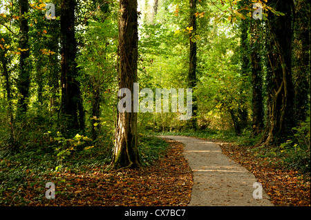 Chemin Des Bois d'automne en couleurs de l'automne, et arbres Banque D'Images