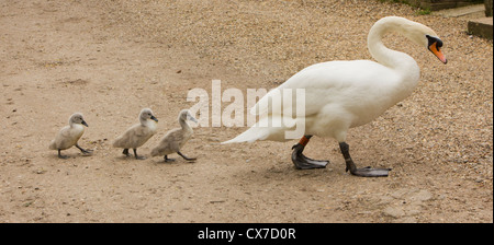 Logo les cygnes Cygne Oiseaux Banque D'Images