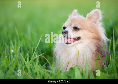 Cute Chihuahua en herbe verte un jour d'été Banque D'Images