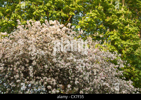 Un Japanese flowering pommetier (Malus floribunda) en fleurs. Dans l'arrière-plan un cheval châtaignier est aussi la floraison. Jardin du Luxembourg. Banque D'Images