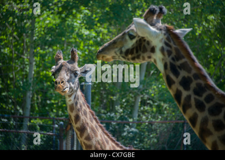 Il s'agit d'une image d'une Girafe au zoo de Toronto Banque D'Images