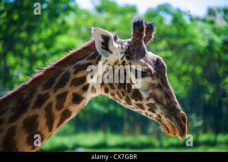 Il s'agit d'une image d'une Girafe au zoo de Toronto Banque D'Images