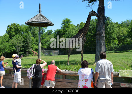 Il s'agit d'une image d'une Girafe au zoo de Toronto Banque D'Images