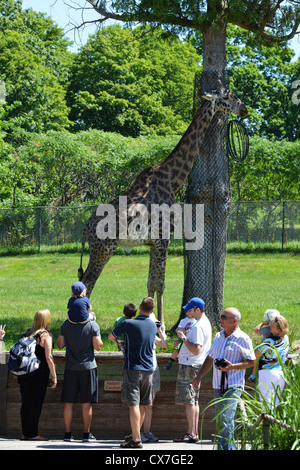 Il s'agit d'une image d'une Girafe au zoo de Toronto Banque D'Images