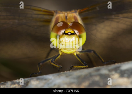 Portrait d'un mâle Sympetrum striolatum vert (commune) Banque D'Images