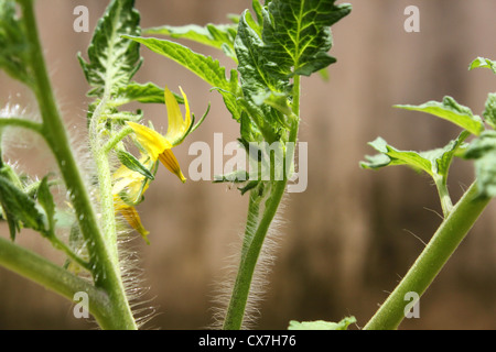 Les trichomes glandulaires ou des poils sur la tige d'une tomate cultivée Banque D'Images