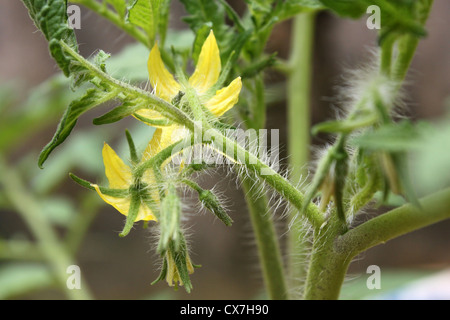 Les trichomes glandulaires ou des poils sur la tige d'un plant de tomate Banque D'Images