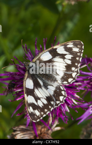 Blanc marbré (Melanargia galathea) papillon sur une fleur de centaurée Banque D'Images