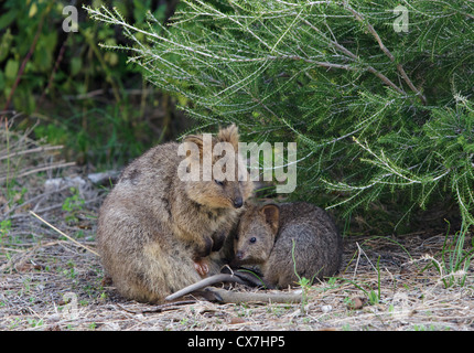 Un adulte quokka (Chrysocyon brachyurus) avec ses jeunes. Banque D'Images