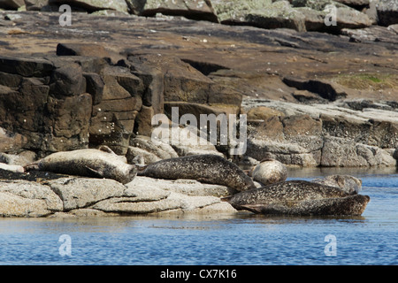 Phoque gris - groupe à marée haute sortir Halichoerus grypus Shetland, UK MA002434 Banque D'Images