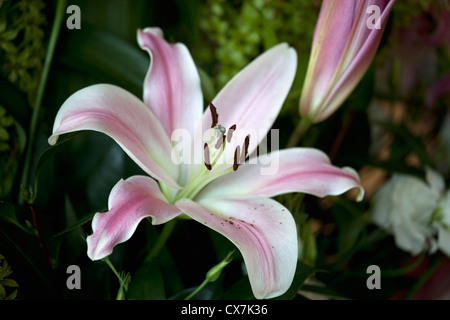 Fleur qui s'épanouit, Lis de Pâques (Lilium longiflorum) Banque D'Images