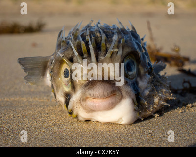 Balloonfish (Diodon Holocanthus) sur le sable Banque D'Images