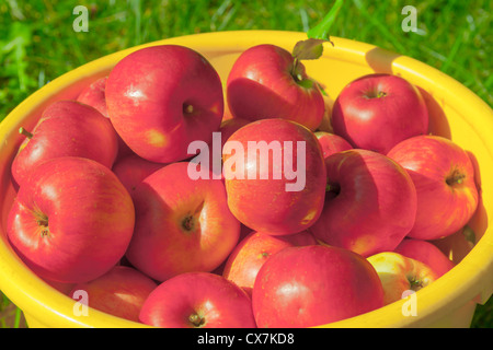 Photo de pommes mûres dans un godet en plastique jaune Banque D'Images