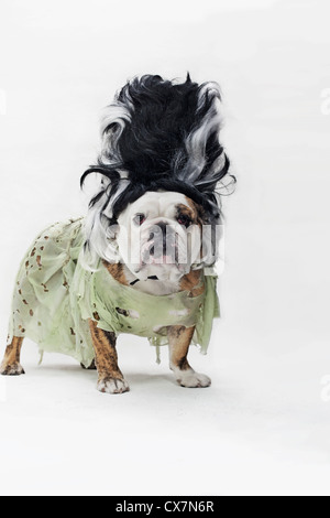 Un Bulldog Anglais en costume comme la fiancée de Frankenstein Banque D'Images