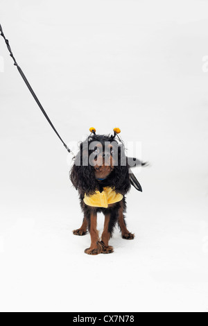 Un Cavalier King Charles Spaniel portant un costume d'abeille Banque D'Images