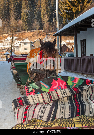 Portrait d'un cheval de traîneau entre les traîneaux, près d'une maison typique, attendent les clients dans un petit village roumain Banque D'Images