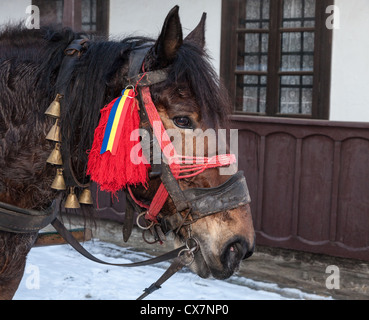 Profil d'un cheval roumain à la décoration traditionnelle utilisée pour tirer le traîneau pendant les vacances d'hiver dans les différents village Banque D'Images