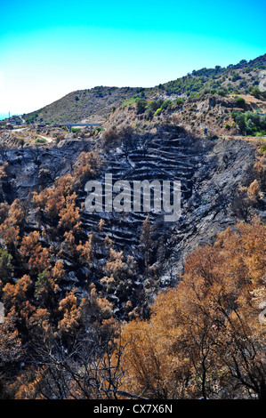 Suite de un feu de broussailles près de Marbella, Andalousie, Espagne Banque D'Images