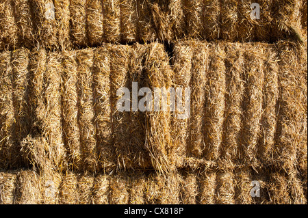 Pile de bottes de foin dans un champ Shropshire Banque D'Images