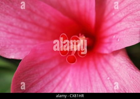 Vue rapprochée d'une fleur d'hibiscus rose Banque D'Images