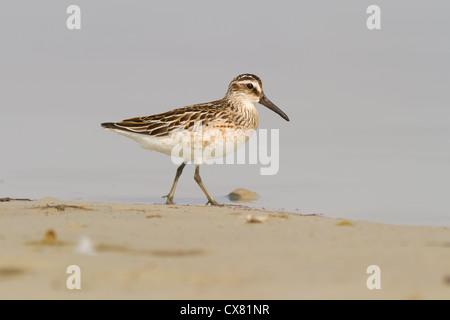 Un faucon Kobez (Limicola falcinellus) balade au bord de l'eau Banque D'Images