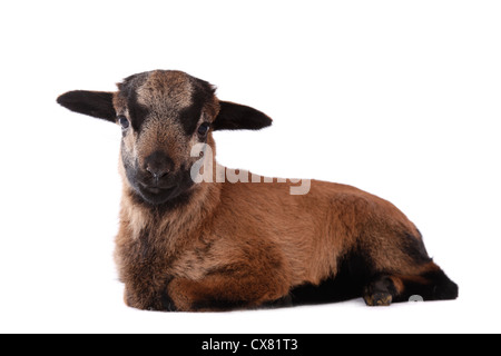 Agneau du Cameroun Banque D'Images