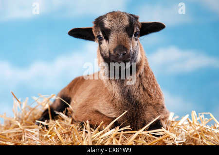 Agneau du Cameroun Banque D'Images