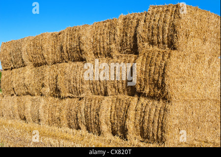 Pile de bottes de foin dans un champ Shropshire Banque D'Images