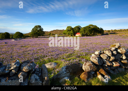 La lumière du soleil du soir sur le Dartmoor au printemps. Jacinthes poussent en abondance la création de poches de couleur sur la lande. Banque D'Images