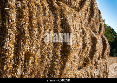 Pile de bottes de foin dans un champ Shropshire Banque D'Images