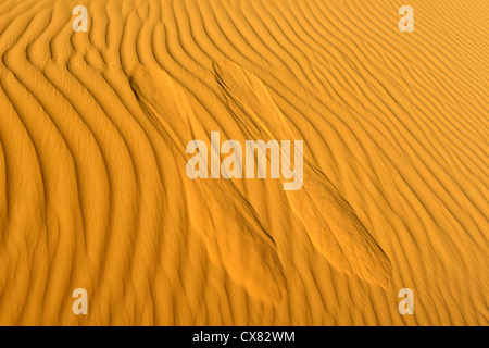 Dunes de sable du désert. Photographié en Israël, désert du Néguev Banque D'Images