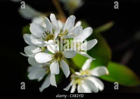 L'Amelanchier cretica Snowy Mespilus fleurs blanches fleurs de printemps fleurs fleur arbre de jardin en fleurs Banque D'Images