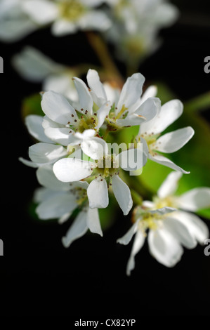 L'Amelanchier cretica Snowy Mespilus fleurs blanches fleurs de printemps fleurs fleur arbre de jardin en fleurs Banque D'Images