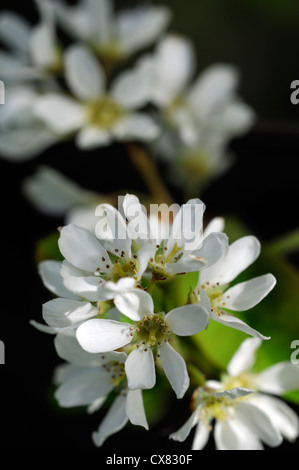 L'Amelanchier cretica Snowy Mespilus fleurs blanches fleurs de printemps fleurs fleur arbre de jardin en fleurs Banque D'Images