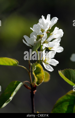 L'Amelanchier cretica Snowy Mespilus fleurs blanches fleurs de printemps fleurs fleur arbre de jardin en fleurs Banque D'Images