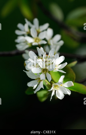 L'Amelanchier cretica Snowy Mespilus fleurs blanches fleurs de printemps fleurs fleur arbre de jardin en fleurs Banque D'Images