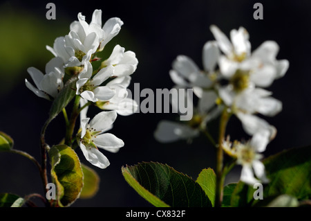 L'Amelanchier cretica Snowy Mespilus fleurs blanches fleurs de printemps fleurs fleur arbre de jardin en fleurs Banque D'Images