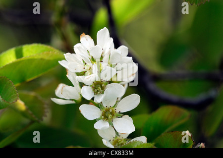 L'Amelanchier cretica Snowy Mespilus fleurs blanches fleurs de printemps fleurs fleur arbre de jardin en fleurs Banque D'Images