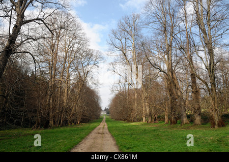 Tilleul à pied chemin bordé de ligne au début du printemps maison kilruderry sentier Wicklow Irlande Famille Brabazon jardins comtes de Meath Banque D'Images