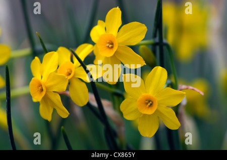 Bébé lune jaune jonquille narcissus jonquilla fleurs de printemps jaune jonquille au point sélective des plantes fleurs pétales portraits Banque D'Images