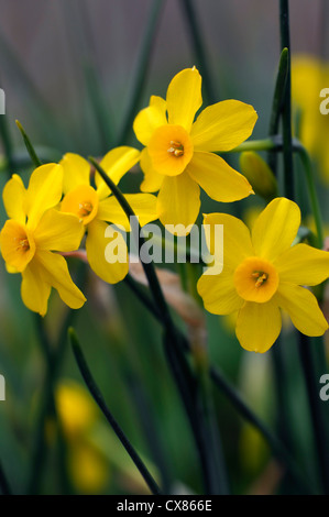 Bébé lune jaune jonquille narcissus jonquilla fleurs de printemps jaune jonquille au point sélective des plantes fleurs pétales portraits Banque D'Images