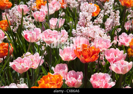 Tulipes doubles avec une intéressante combinaison de couleur orange et rose dans un jardin de printemps avec Hyacinthe. Banque D'Images